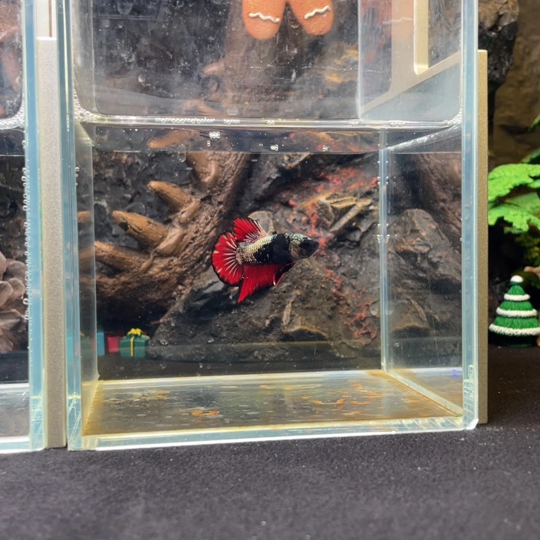 斗鱼十二月二十一日竞价