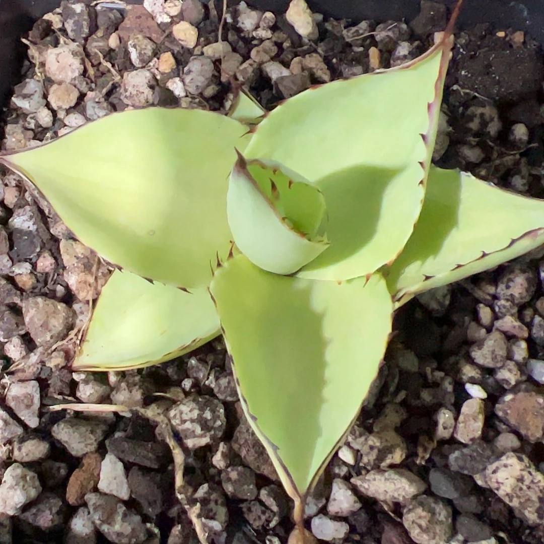 小**学绿荷龙舌兰