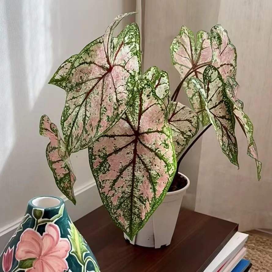 庆典织锦彩叶芋室内观叶植物网红ins风懒人绿植