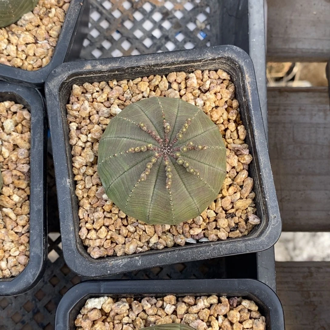 9 欧系实生布纹球多肉植物