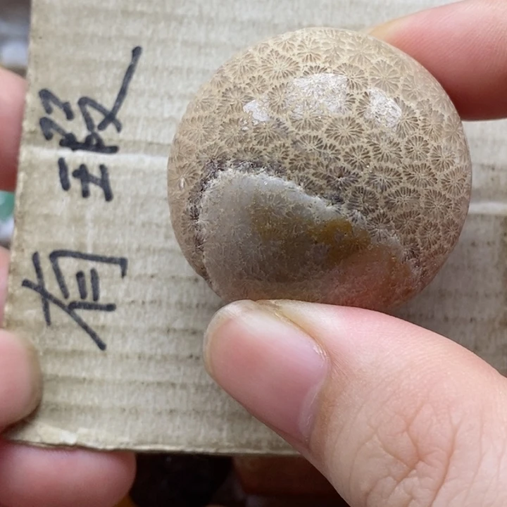 硅化珊瑚（珊瑚玉）未镶嵌颈饰C****A