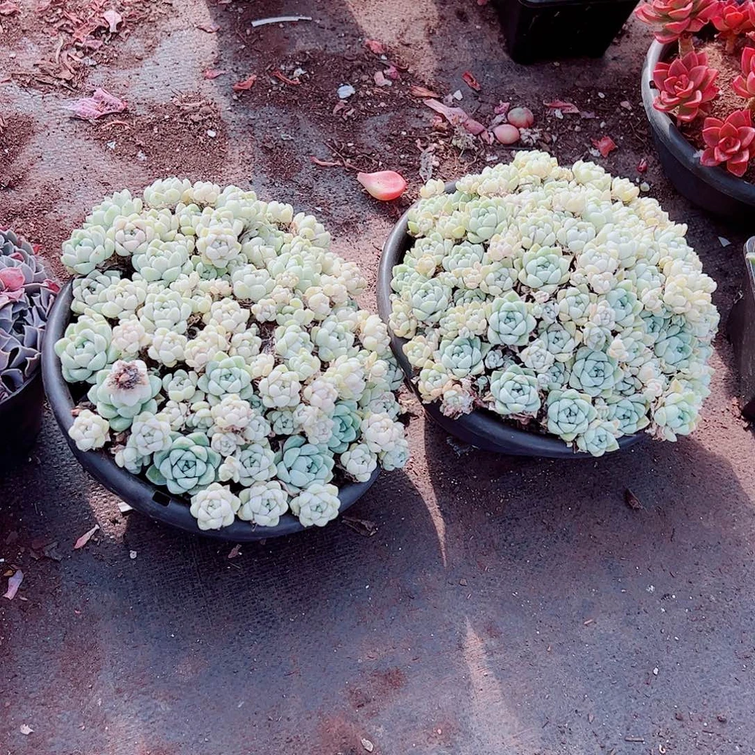 厚叶月影多头群生特大