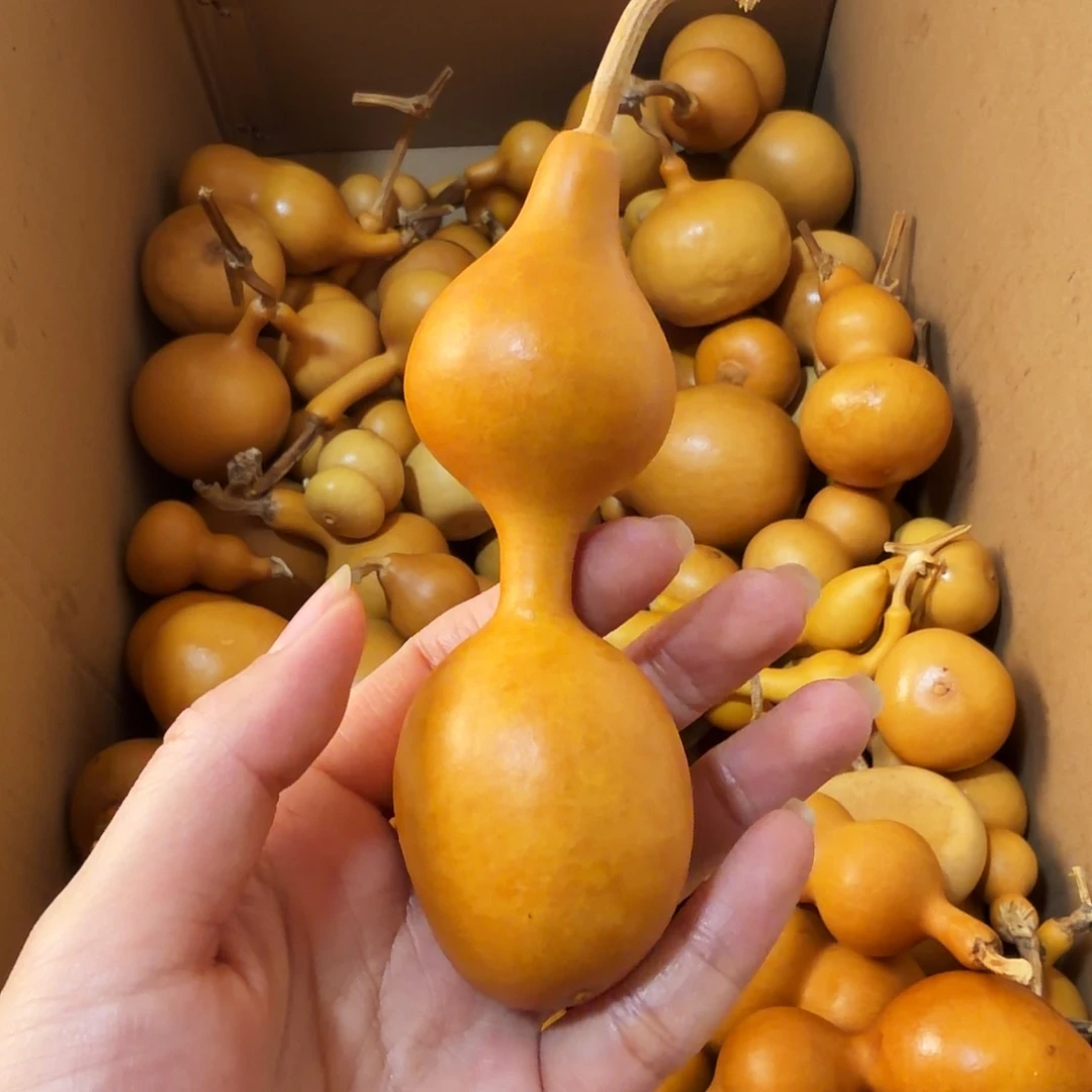 小***雨纯天然的真葫芦74