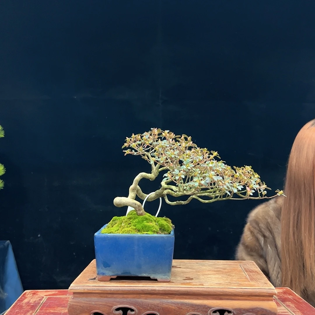 乐***无花朵杜鹃花的诗作是一种