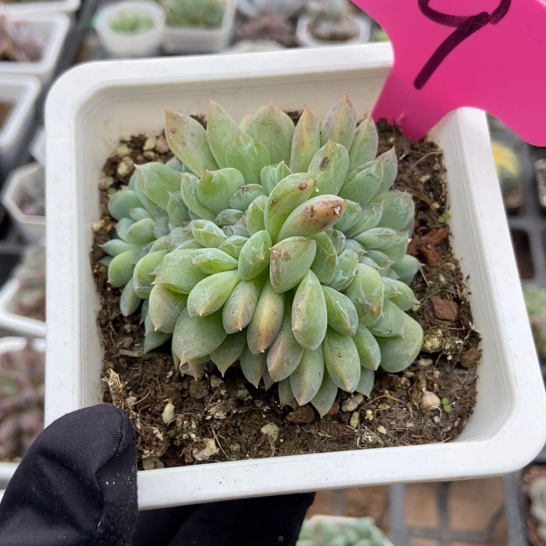 9冰魄多肉植物诺肉