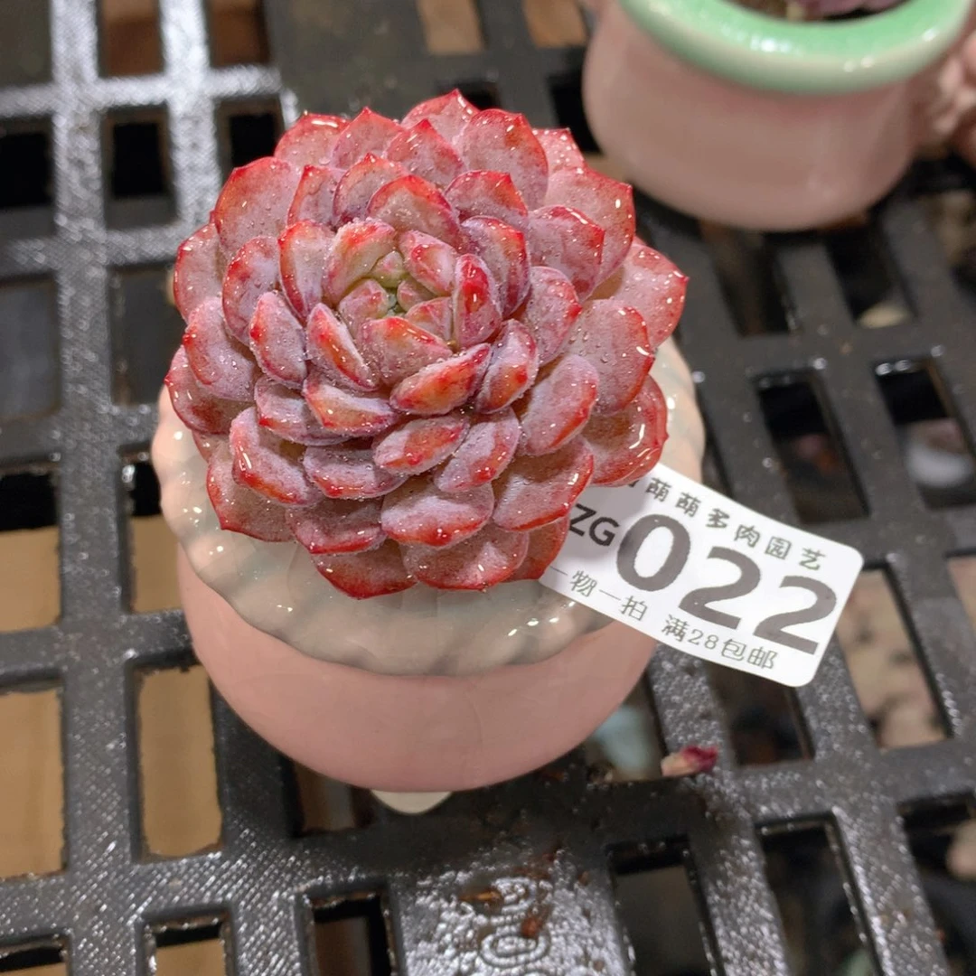 肉萌萌拇指盆精控多肉ZG022