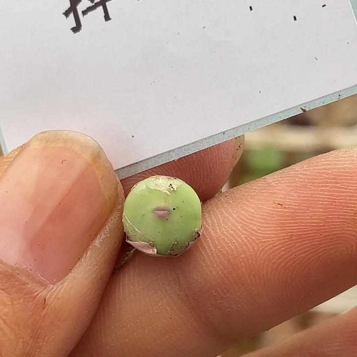 4-52四季常红嘴多肉植物