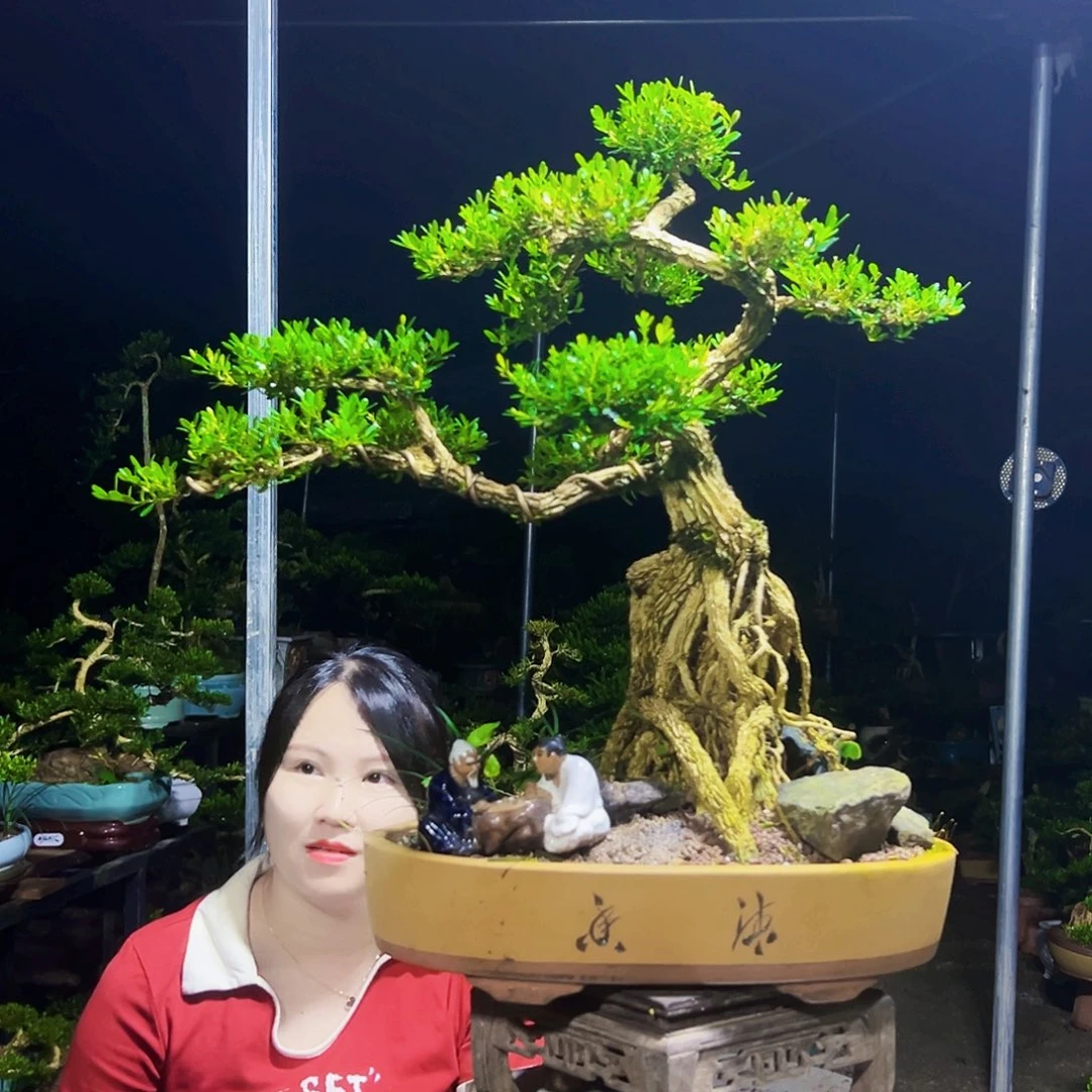 阿***哥无花朵黄杨木