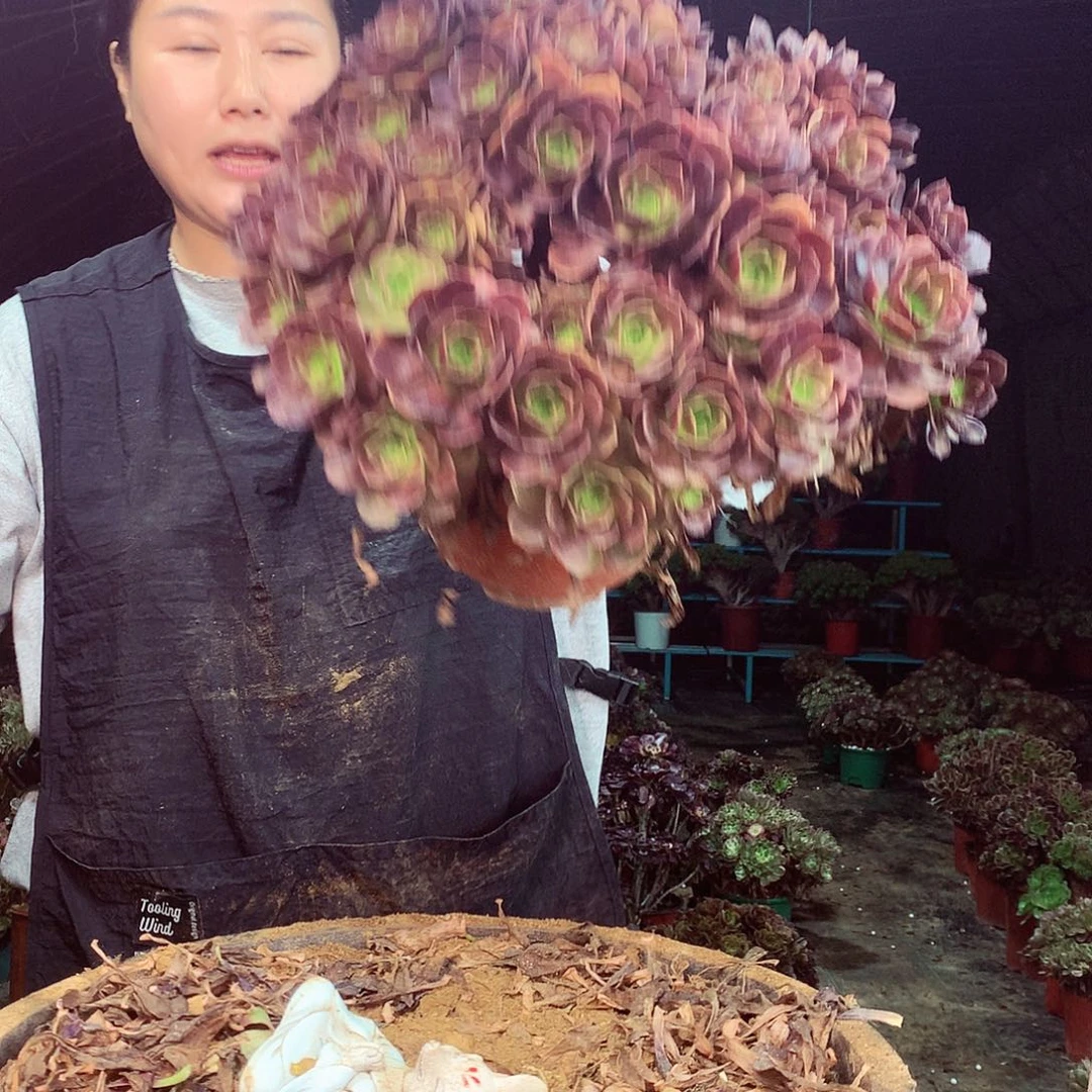 柒哥多肉法师不包侧断枝47