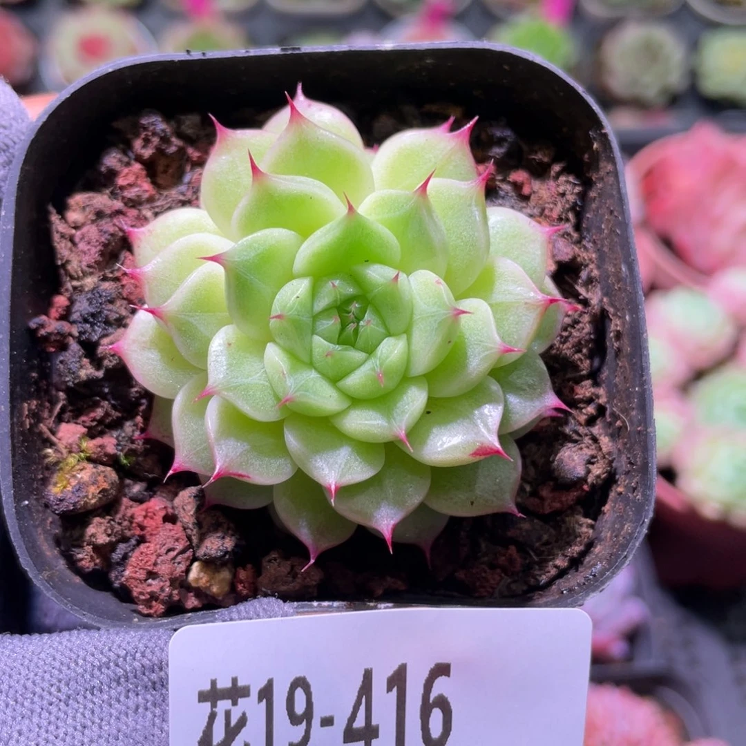 花利美19-416海王
