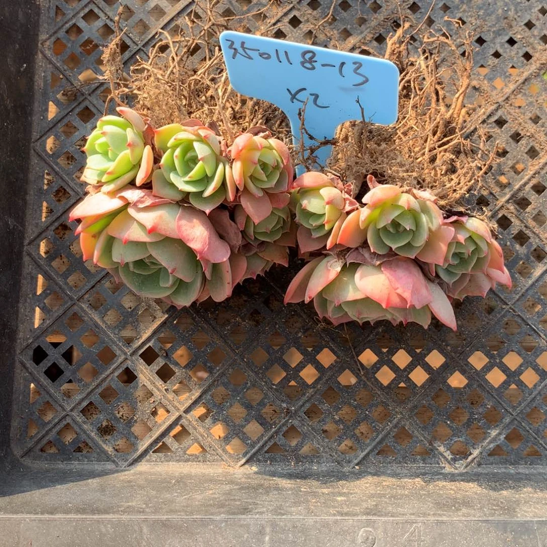 镇****室350118-13七福神