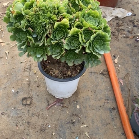 绿羊绒缀37多肉植物法师