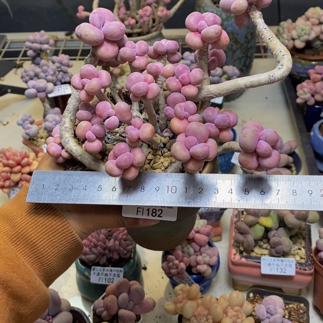 182腰子桃蛋多肉17cm