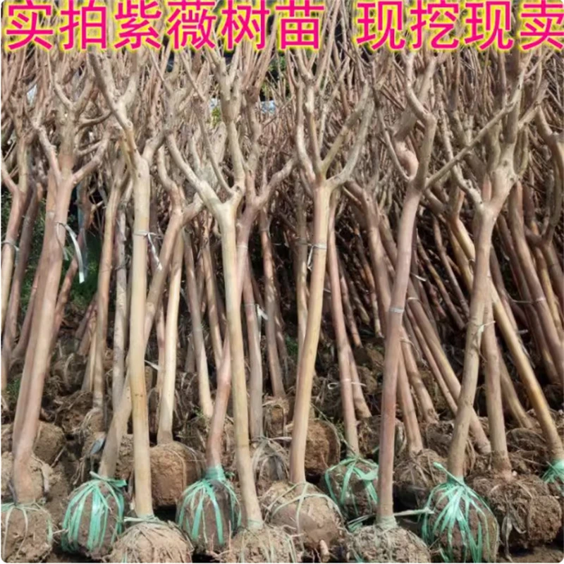 紫薇花树苗庭院老桩花卉盆栽植物室内外种植丛生花苗盆景别墅绿化