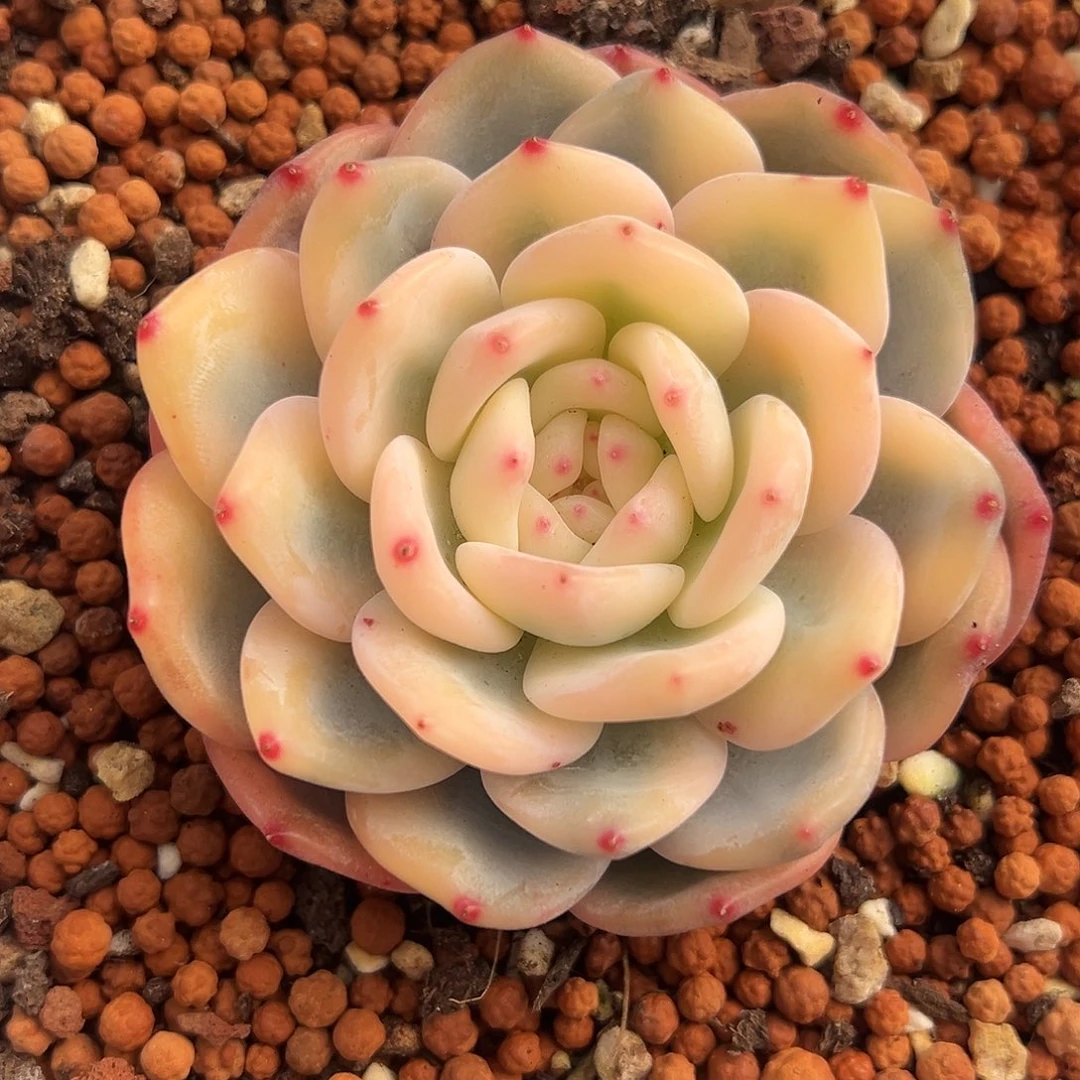 新影锦多肉植物锦