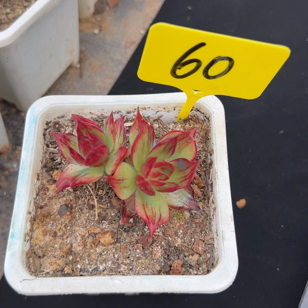 惊鸿仙子多肉植物（不包整）