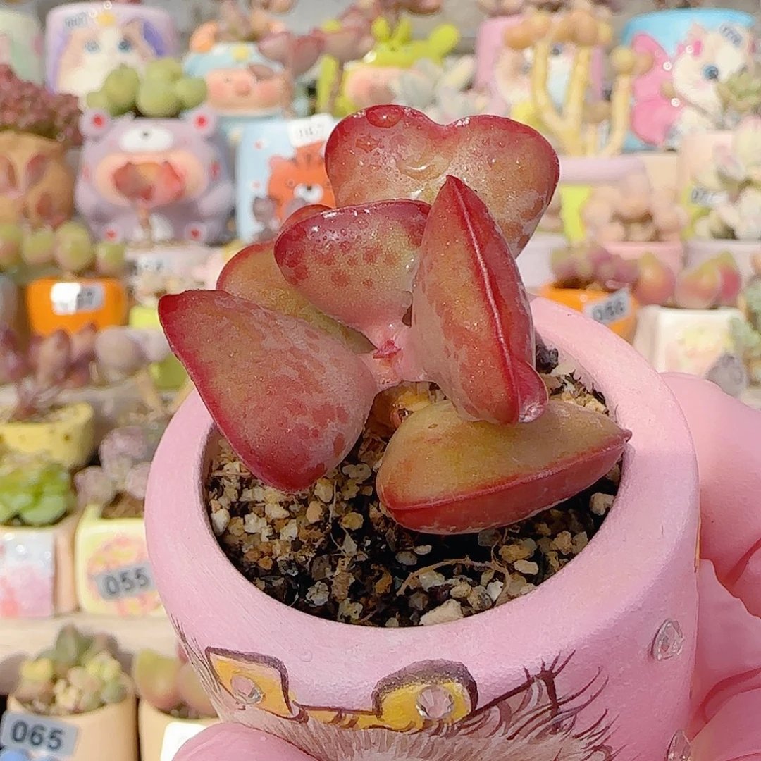 爱心水泡 盆口4cm