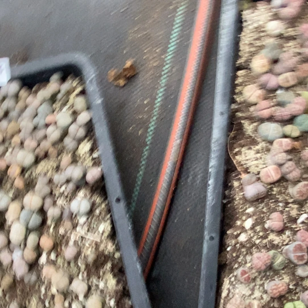 月***记5138 猪拍1/4一筐脱土发