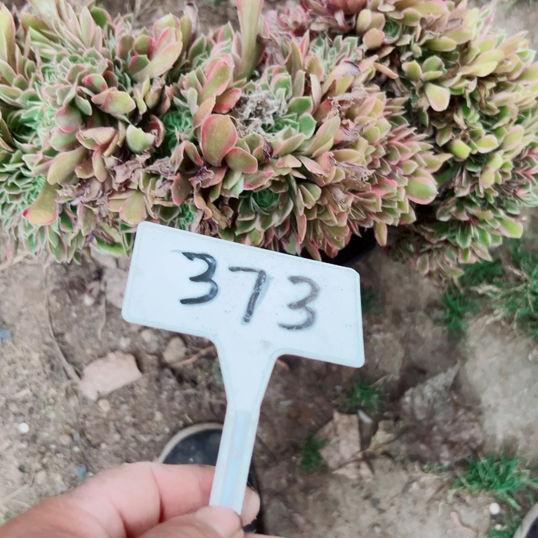 匠***心多肉植物女神缀花