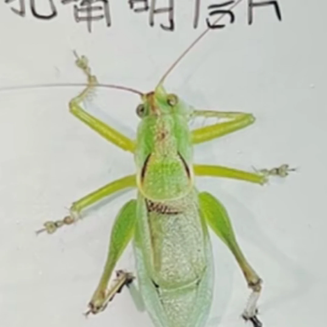 全品翡翠绿扎嘴两条
