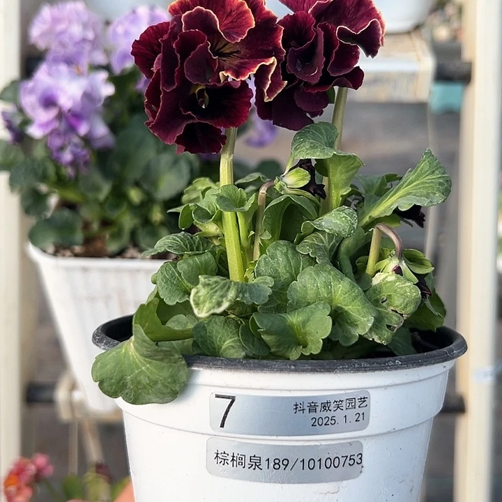 红陶抖音直播闪拍7