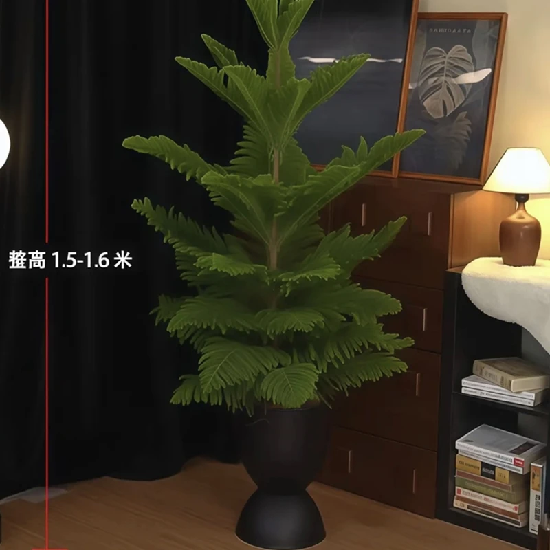 【送货上门】1.5-1.6米南洋杉圣诞树高端绿植南洋杉网红室内客厅