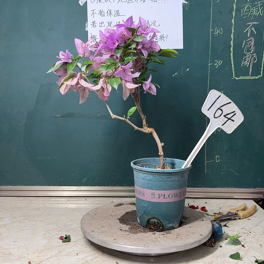 完全开放 新加坡大宫粉 164