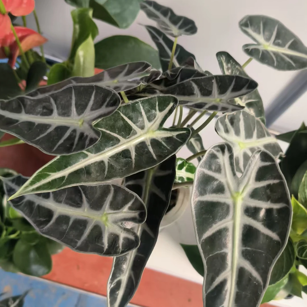 【小仙女竹芋】室内盆栽黑叶竹芋绿植绿植盆栽水培净化空气好养