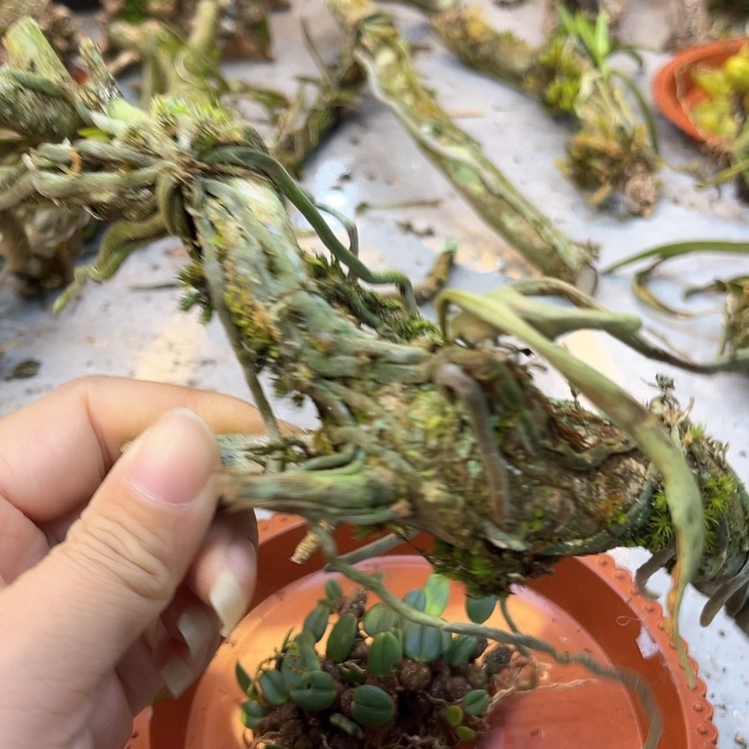 师*川35。。。。。。。。。。。。。。。。