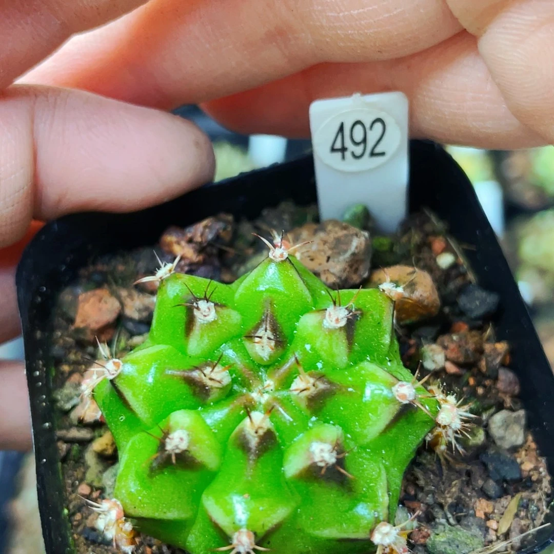 —****—非偏远地区满25包邮仙人球