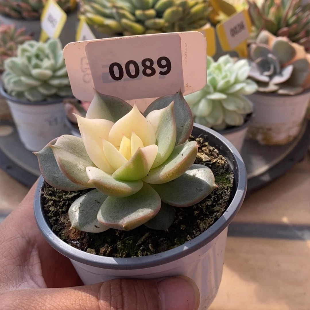 0089贝加尔湖哈哈哈