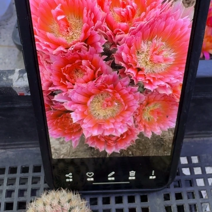 365史蒂夫歪3公分左右无根侧牙，20包邮