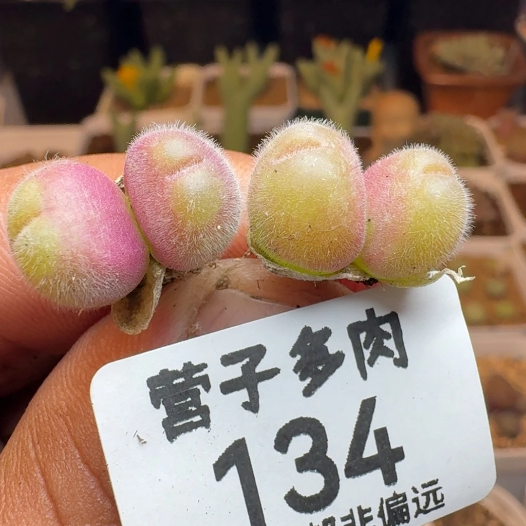 长毛两颗双头。