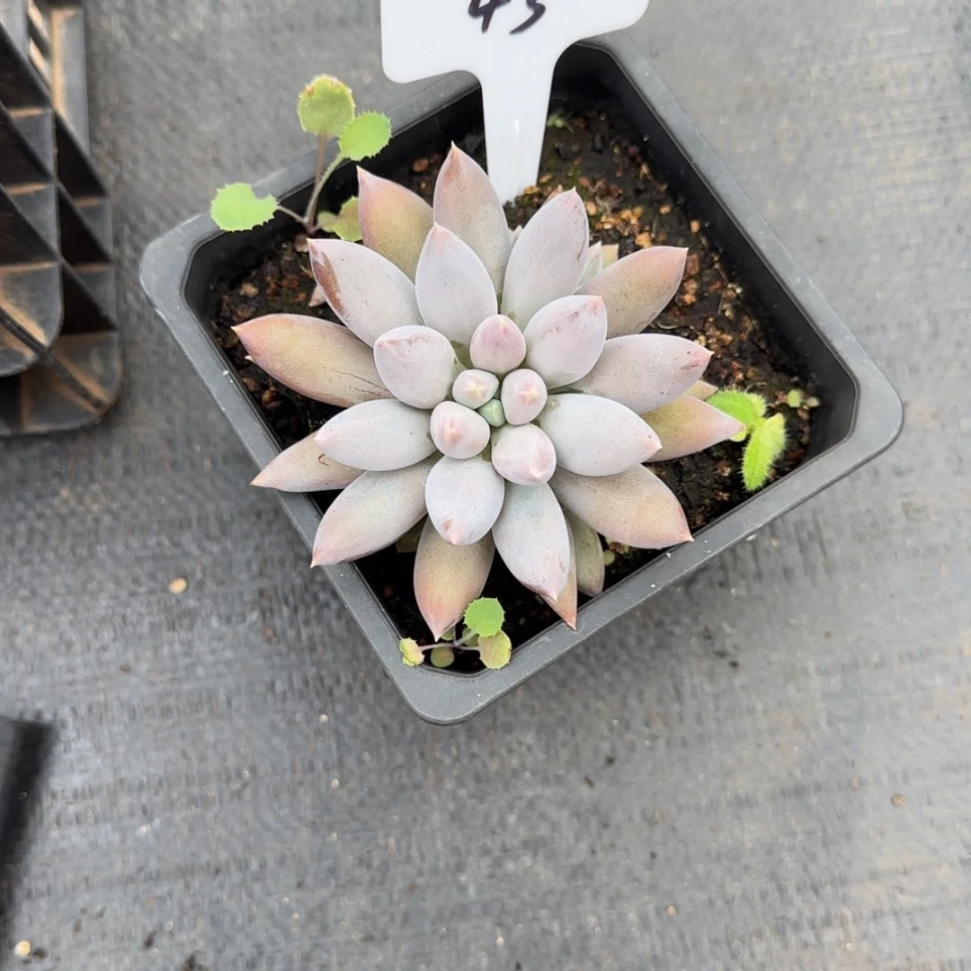 一物一拍单头哥特43