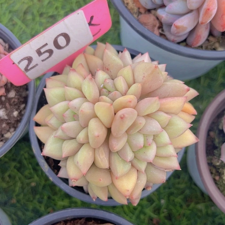 健健康康平平安安