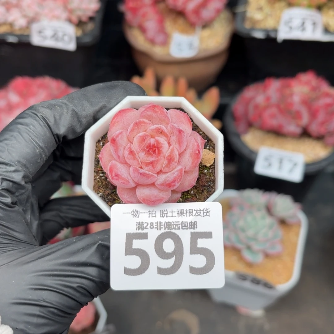 紫霜单头无盆土发货