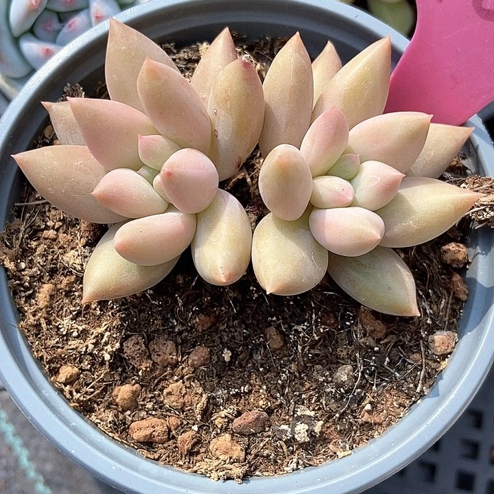 多肉植物1908多肉