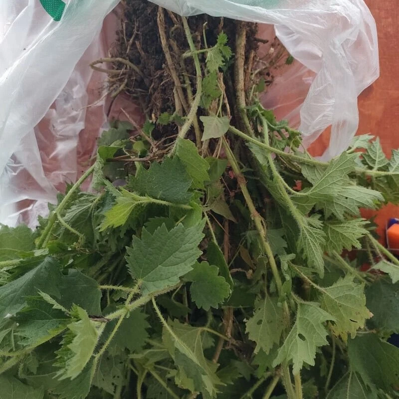野生新鲜荨麻草活麻整棵  带泥带根整颗发货种植