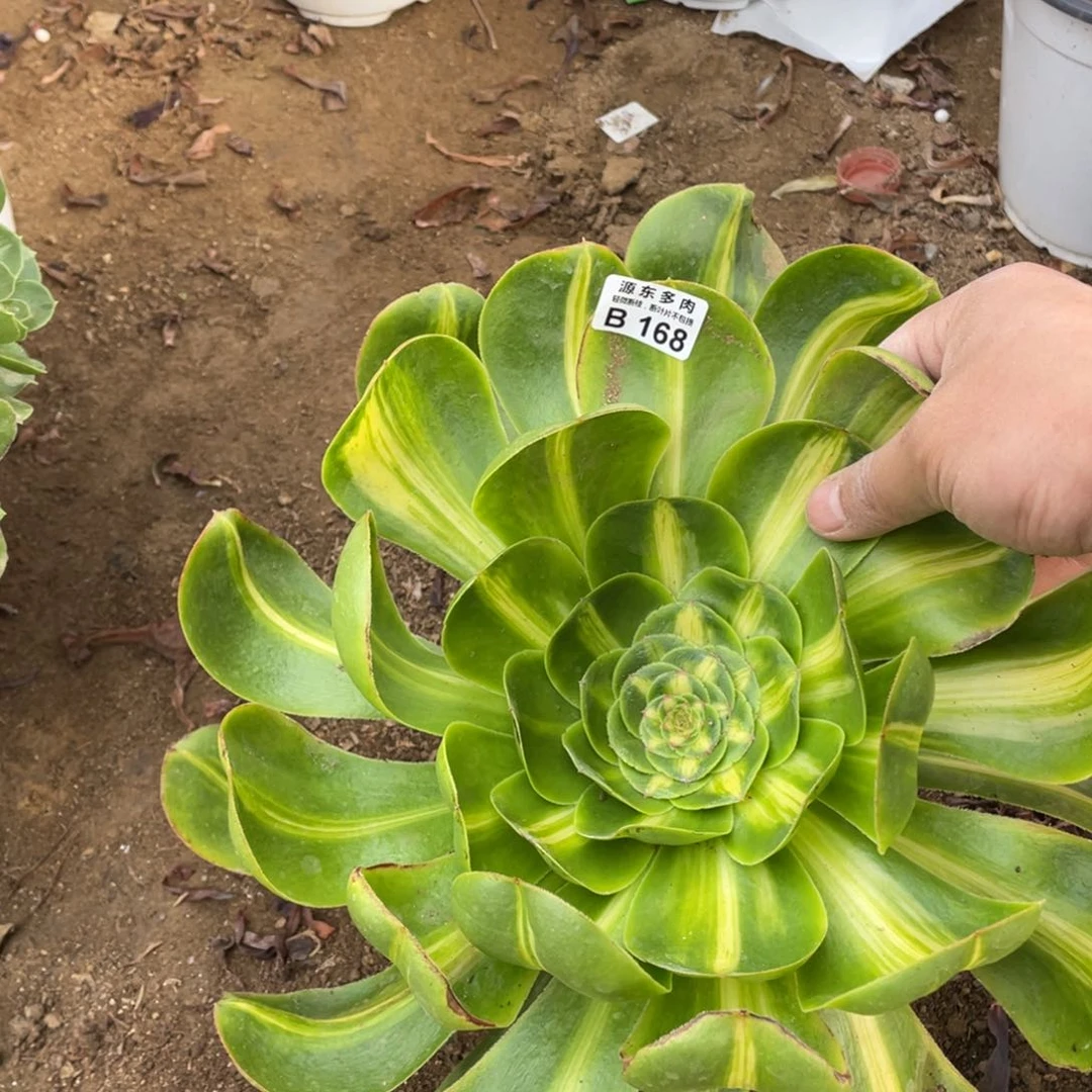 168暴君多肉法师断枝不包