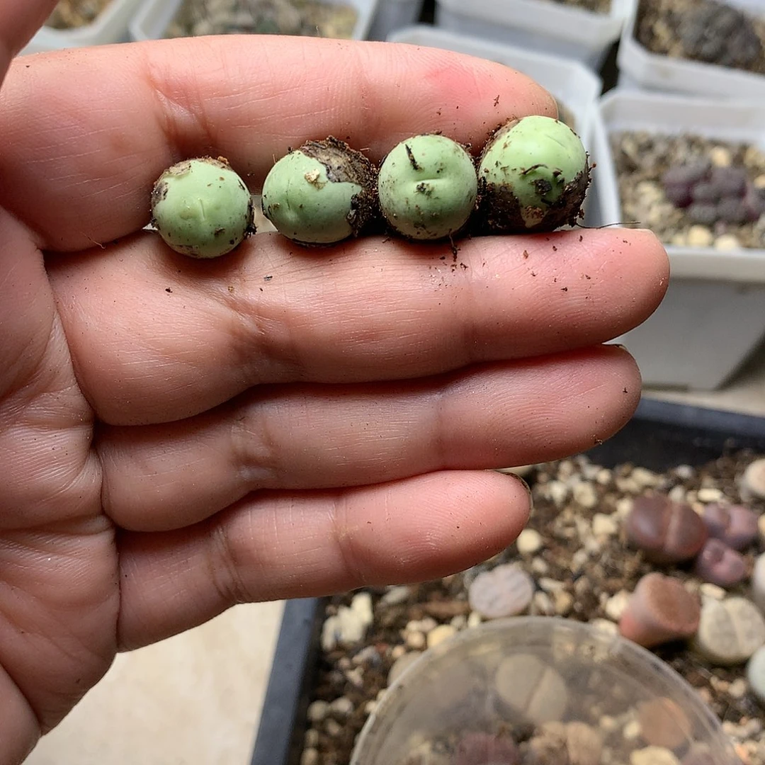 花*P162多肉植物保护