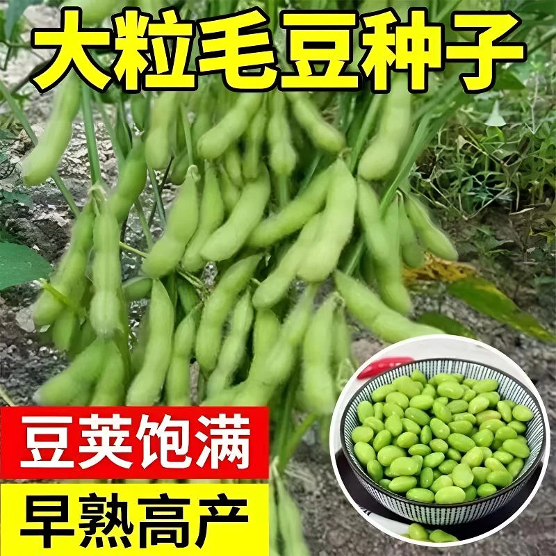 【买2包送1包】农家传统毛豆种子可留种菜毛豆种籽大荚蔬菜种子