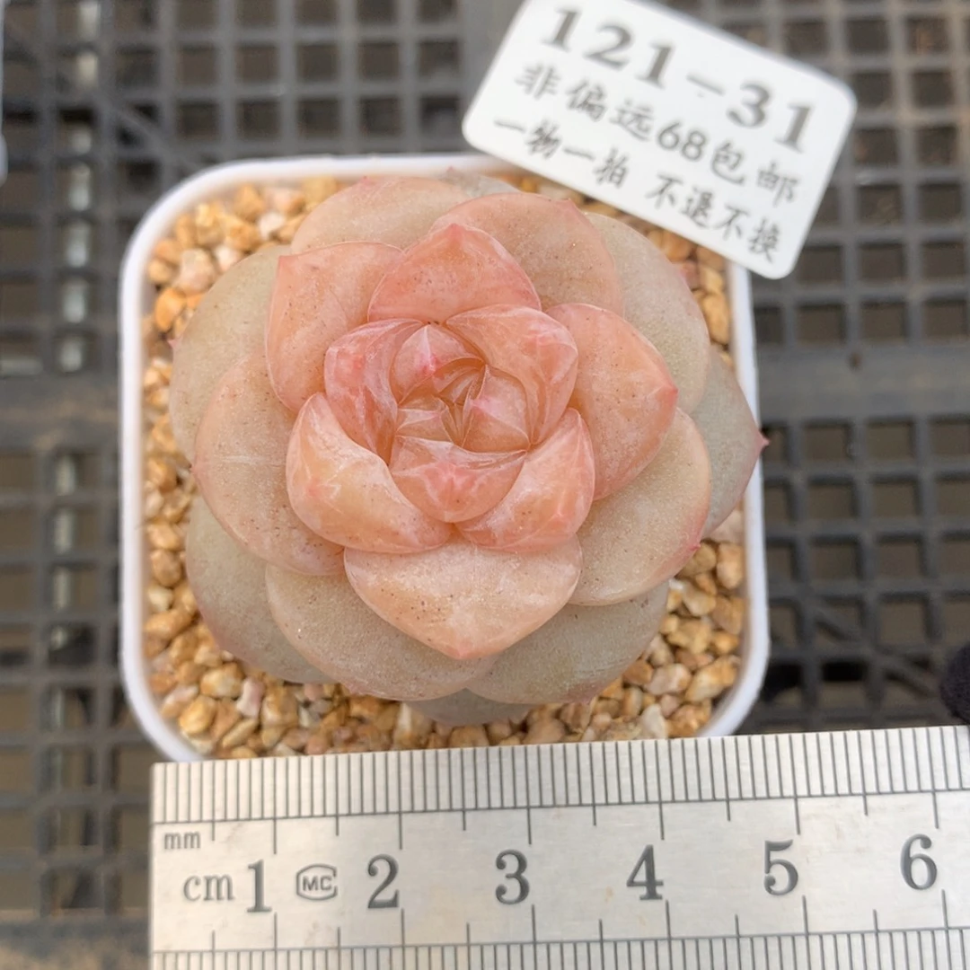 31。妃子笑。满六八包邮。