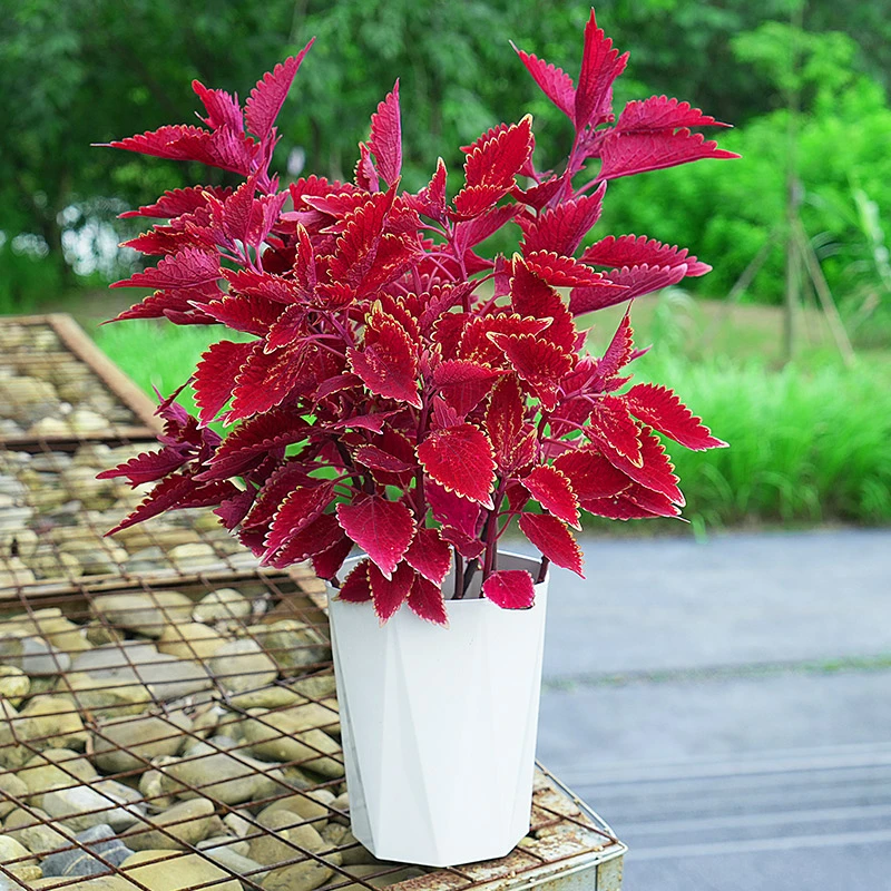 彩叶草金边盆栽四季观叶阳台庭院耐寒耐热室外好养红色喜庆花卉