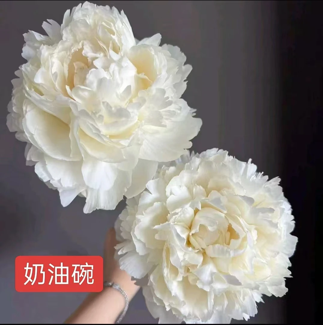进口品种重瓣芍药花苗奶油碗   先发花肥秋天发苗