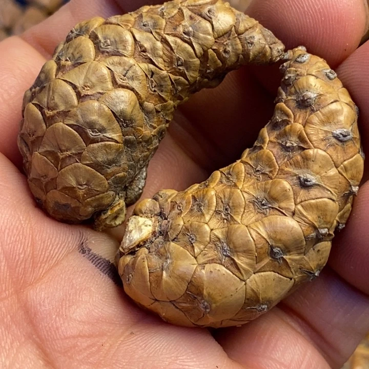香榧木拿姐好美19