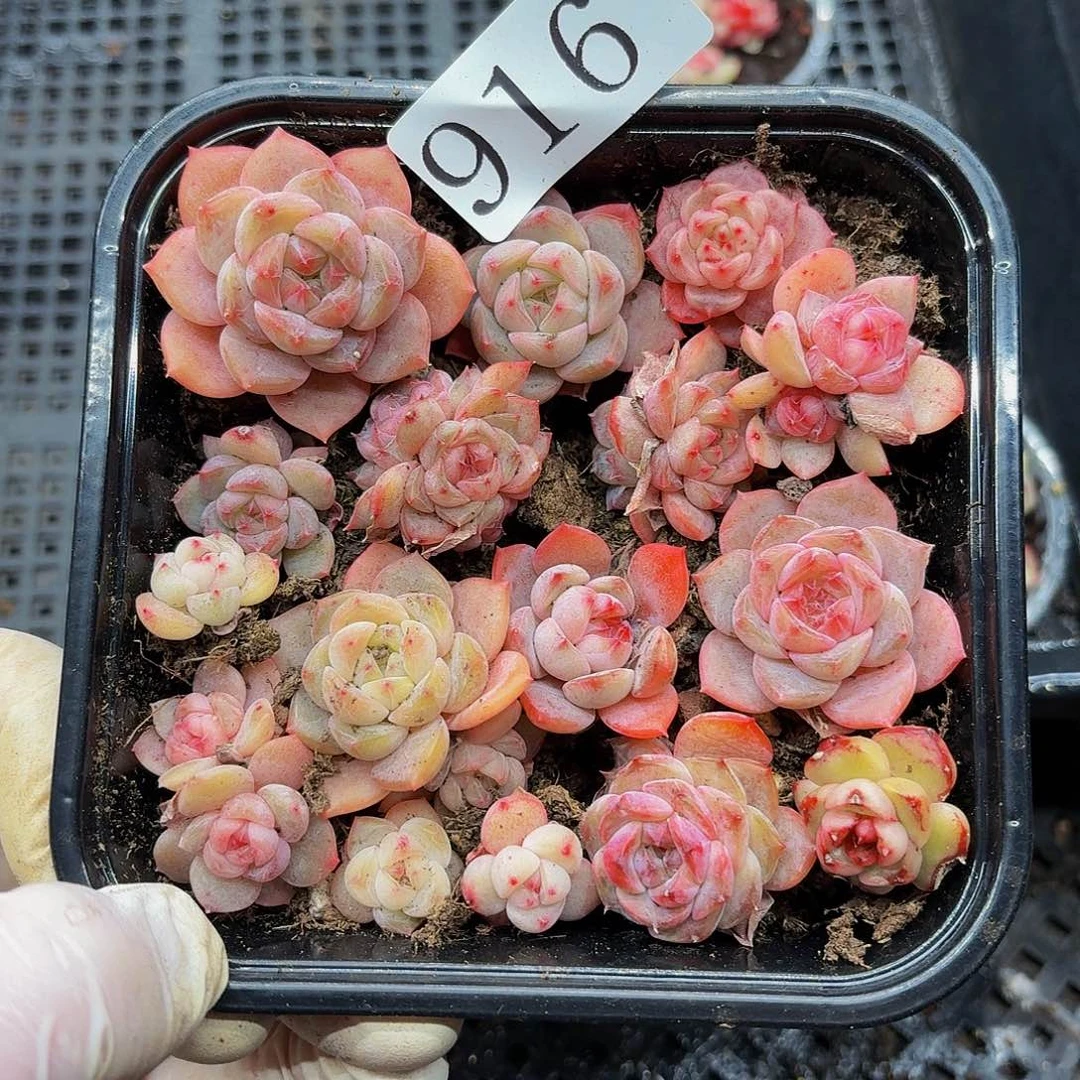 多肉植物多肉植物916