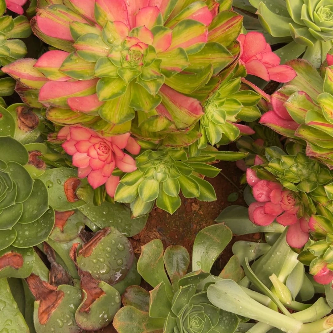 嘿*精品多肉植物125