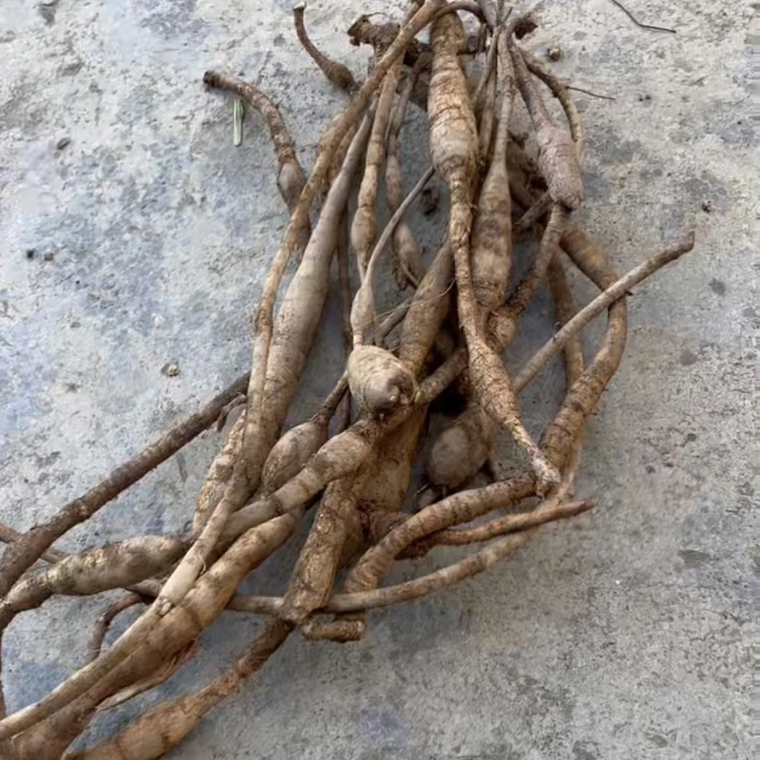 广西崇左深山野生牛根茎可煮茶泡9煲汤好料