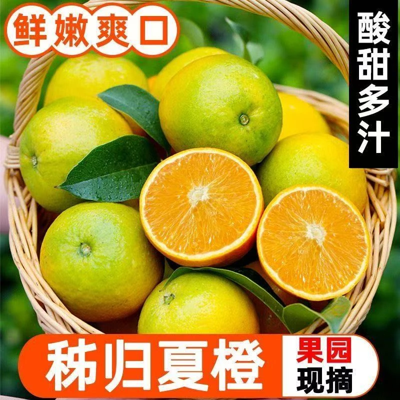 湖北宜昌秭归夏橙应季新鲜多汁水果酸甜橙子现采现发青皮外观可口