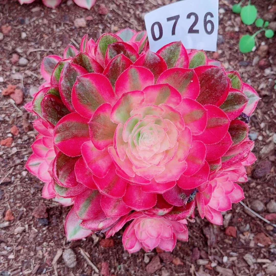 孔雀翎多肉发货发货